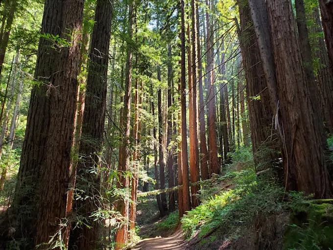 Redwood Regional Park