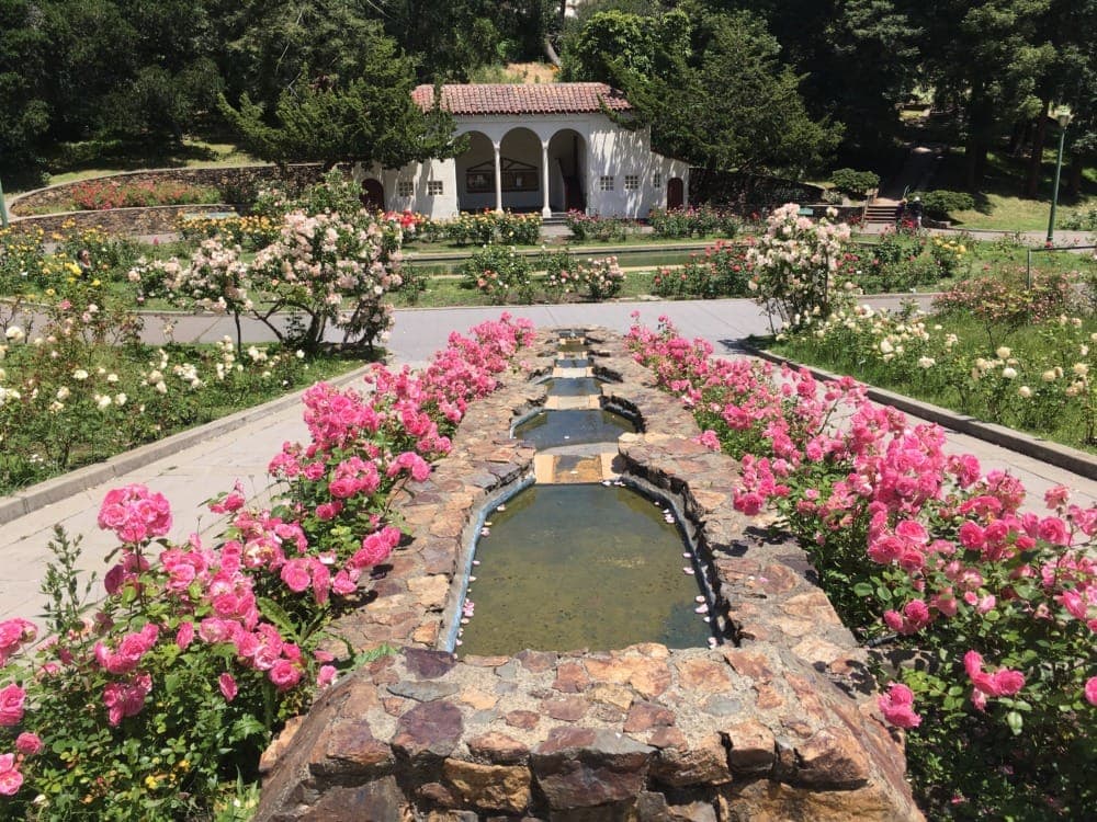 Morcom Rose Garden